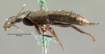 Media type: image;   Entomology 7295 Aspect: habitus lateral view